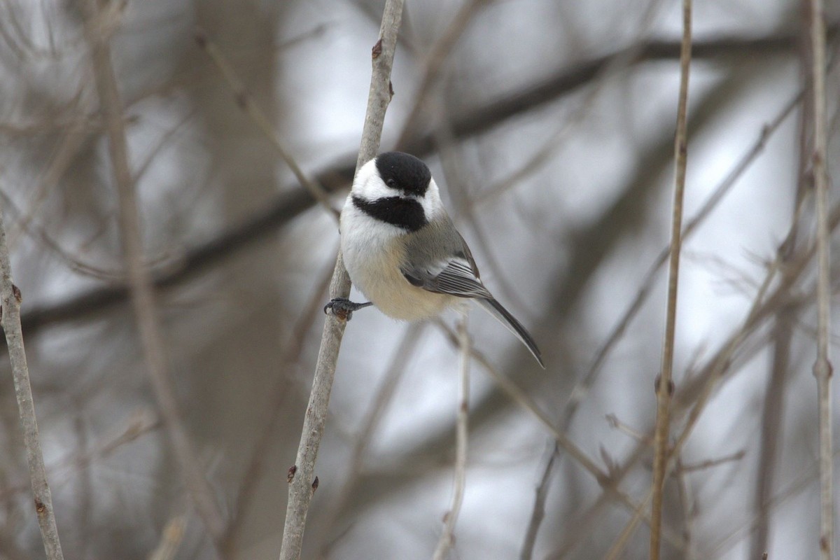 Black-capped Chickadee - ML613915535