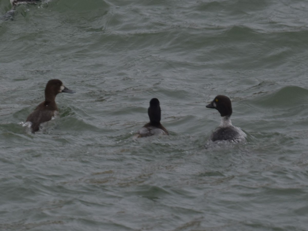 Common Goldeneye - ML613915549