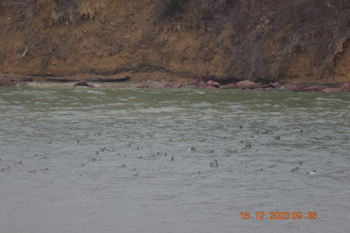 Lesser Scaup - ML613915574