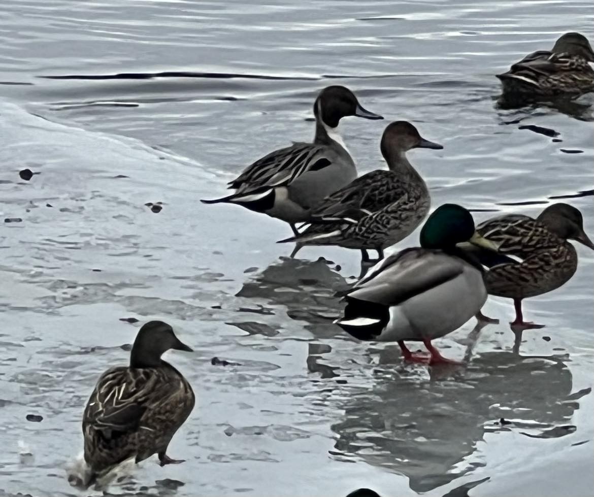 Northern Pintail - ML613915590