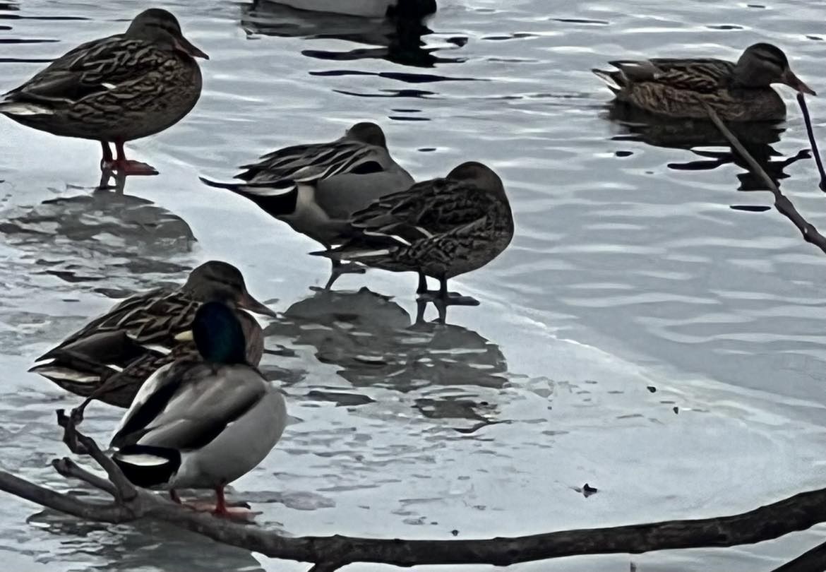 Northern Pintail - ML613915591