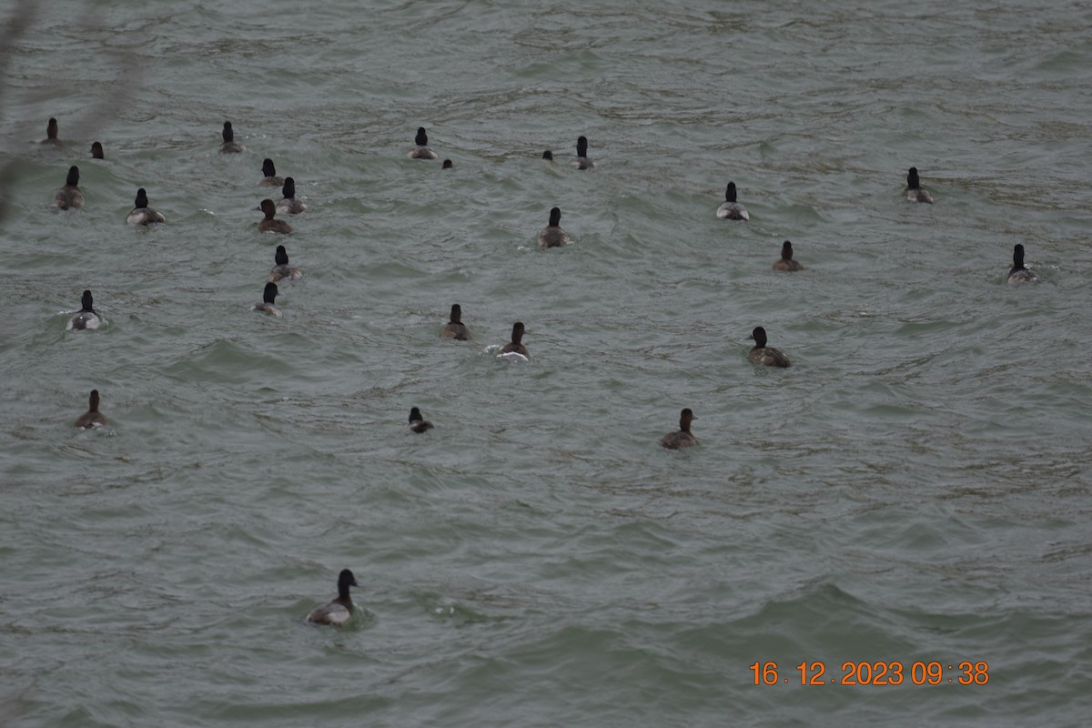 Lesser Scaup - ML613915594