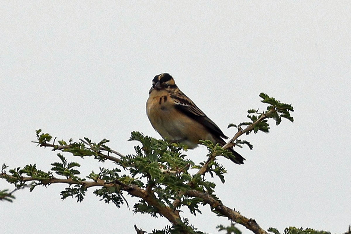 Golden-breasted Bunting - ML613915725