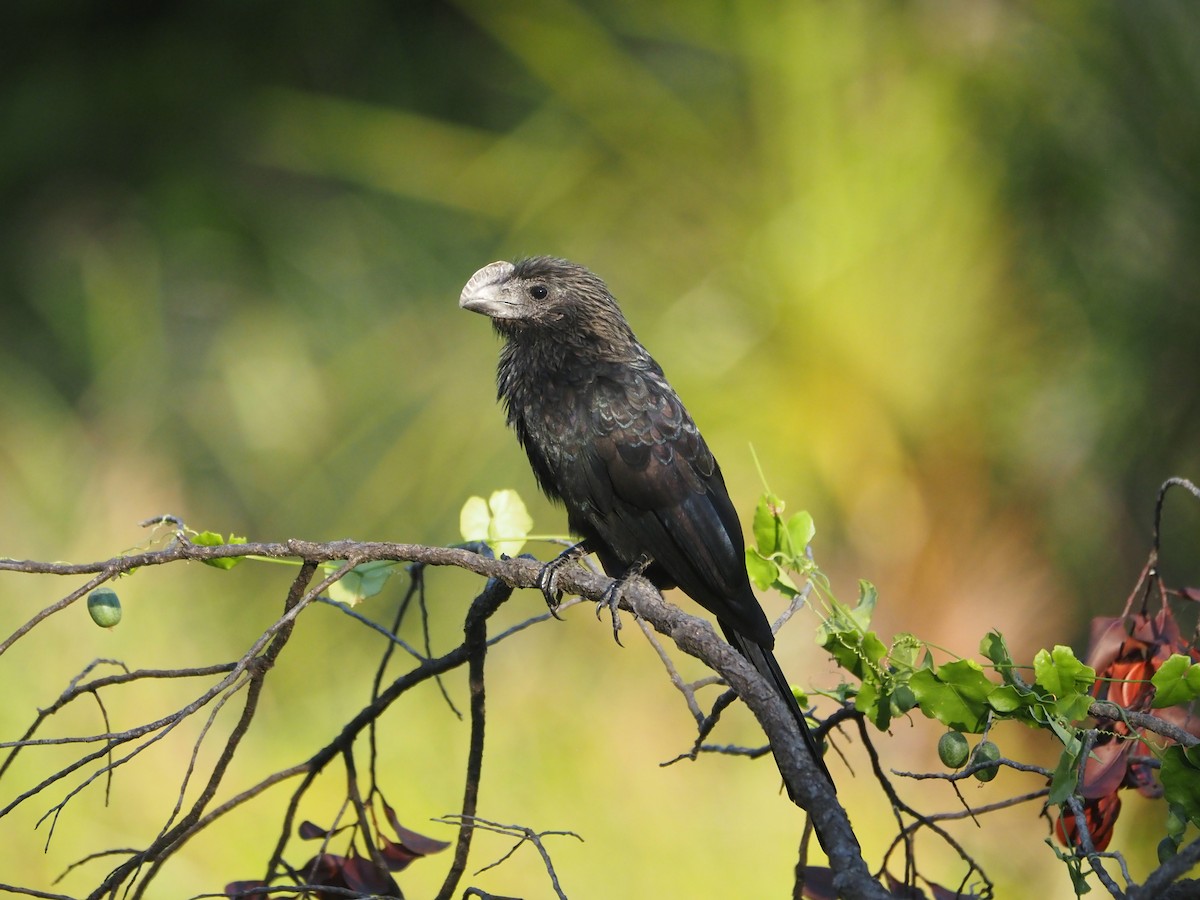 Smooth-billed Ani - ML613915744