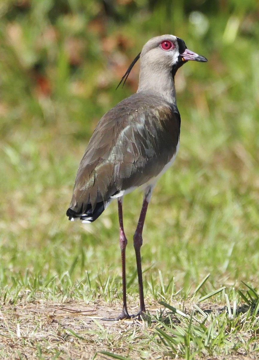Southern Lapwing - ML613915769