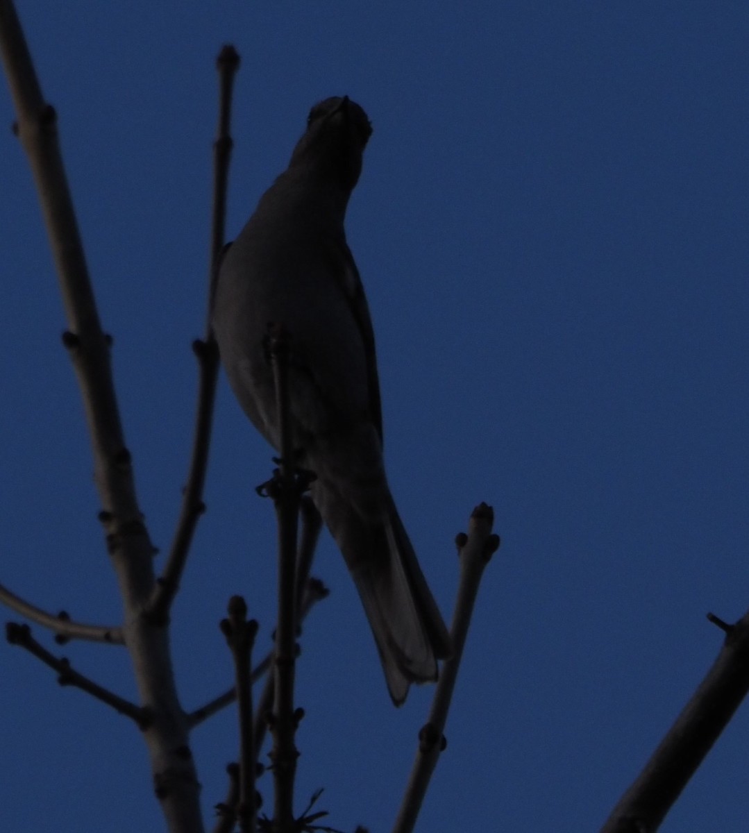 Townsend's Solitaire - ML613915883