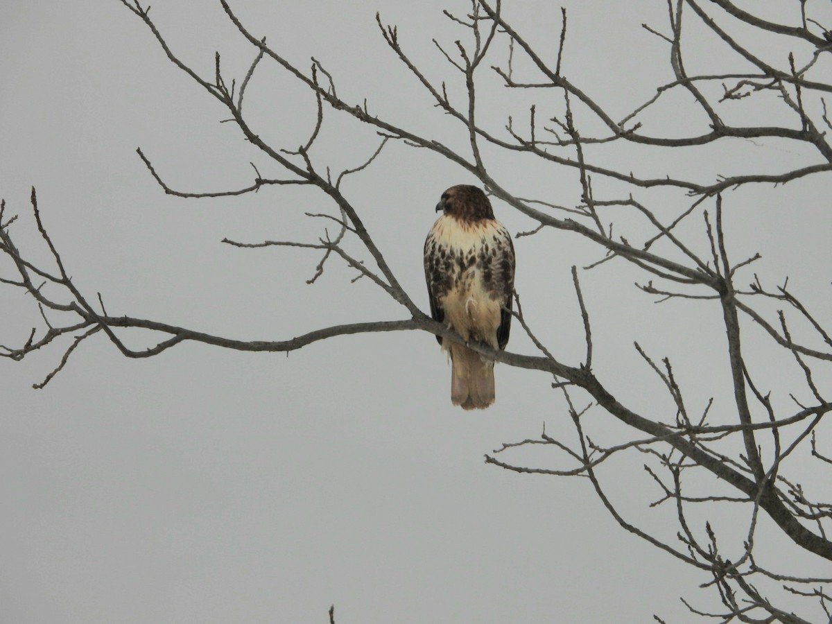 Red-tailed Hawk - ML613915892
