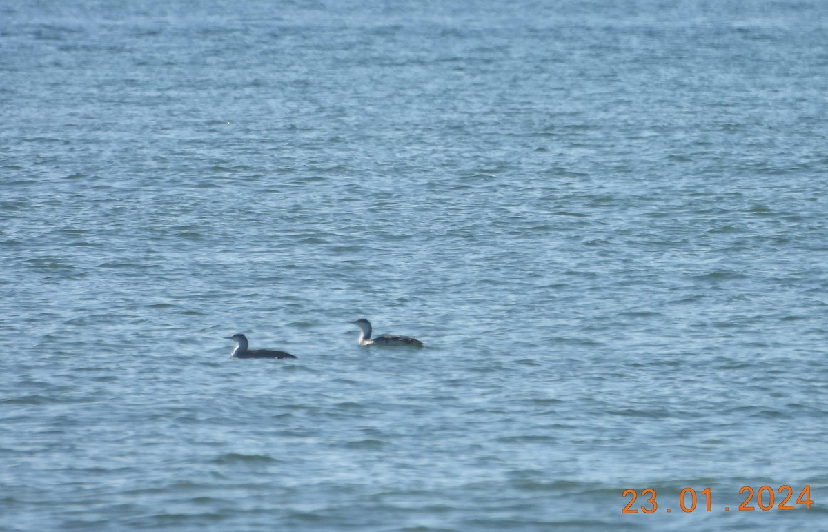 Red-throated Loon - ML613915904
