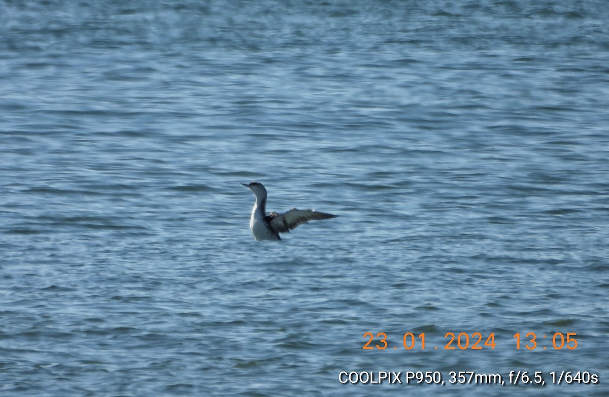 Red-throated Loon - ML613915923