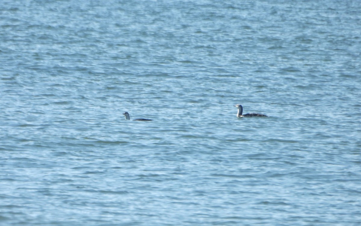 Red-throated Loon - ML613915932