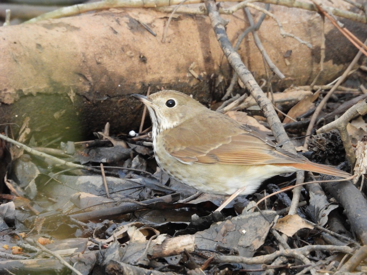 Hermit Thrush - ML613915956