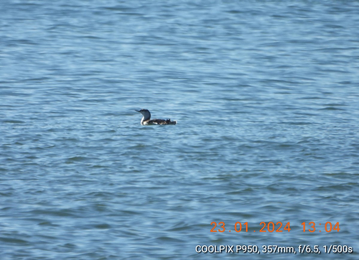 Red-throated Loon - ML613915961