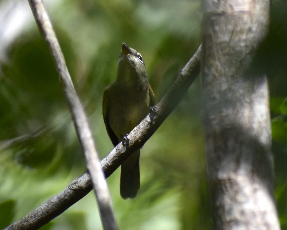 White-winged Becard - ML613915994