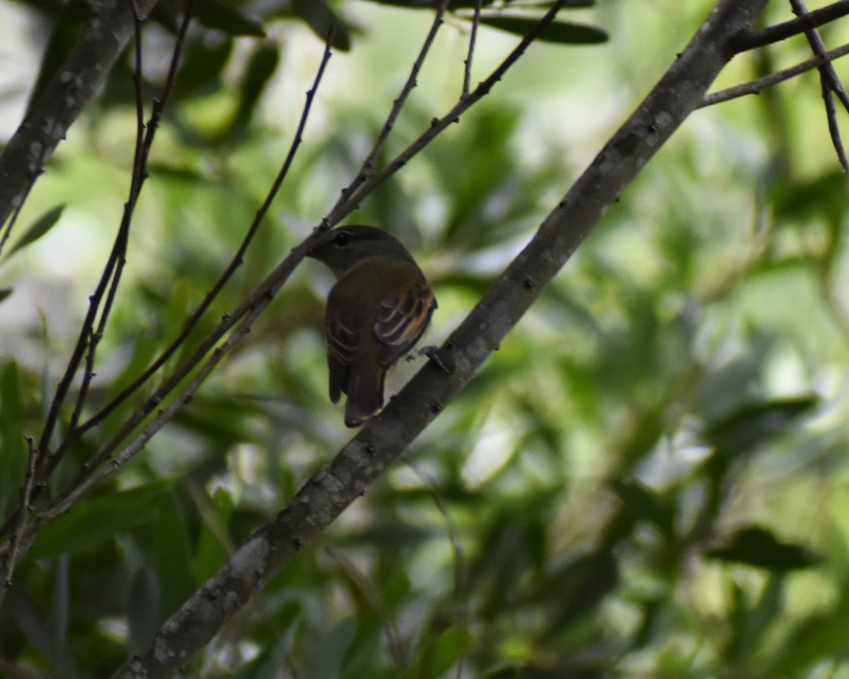 White-winged Becard - ML613916003