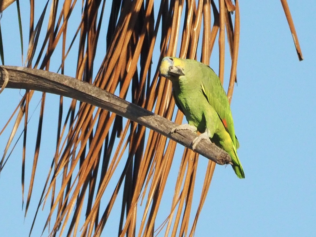 Orange-winged Amazon - ML613916008