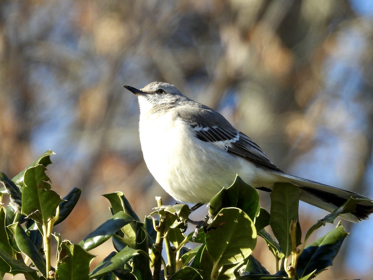 Northern Mockingbird - ML613916022