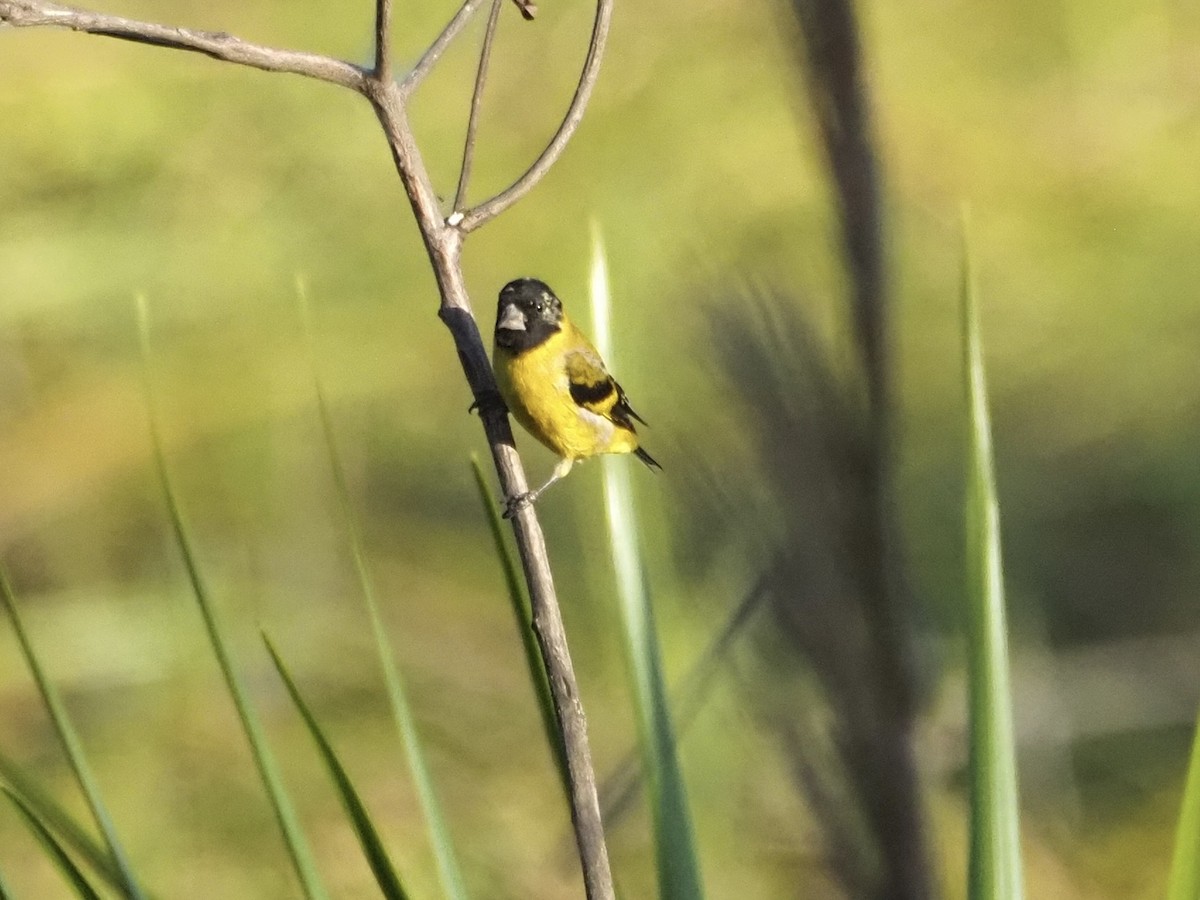 Hooded Siskin - ML613916026