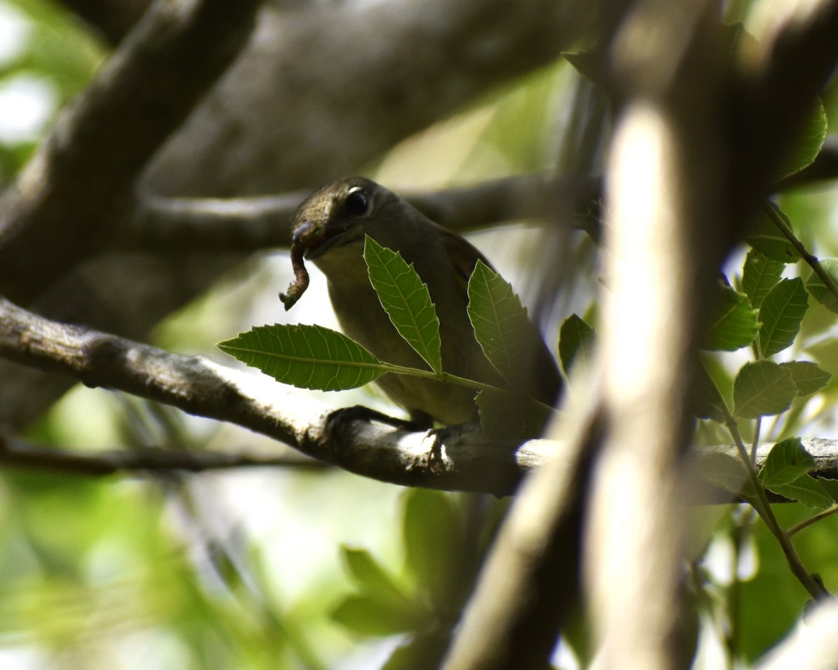 White-winged Becard - ML613916029