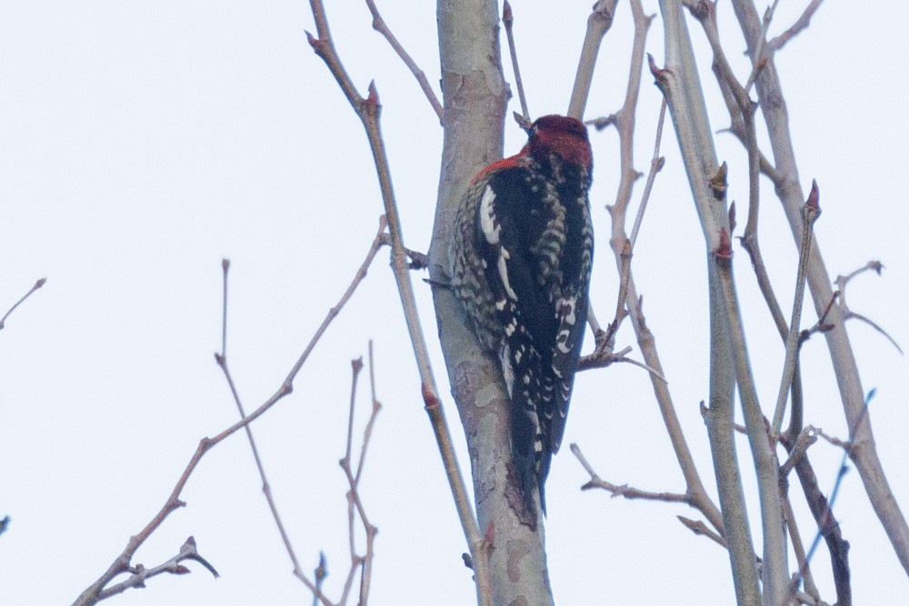 Red-breasted Sapsucker - ML613916044