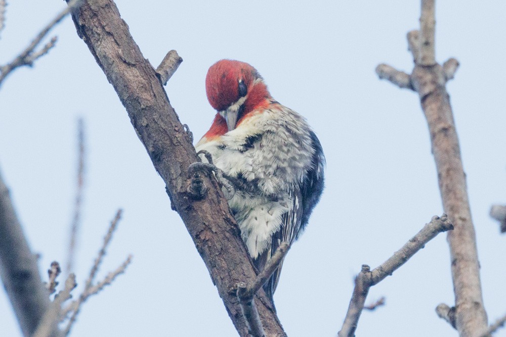 Red-breasted Sapsucker - ML613916050