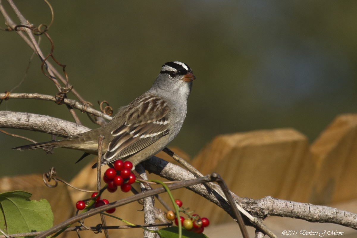 White-crowned Sparrow - Darlene J McNeil
