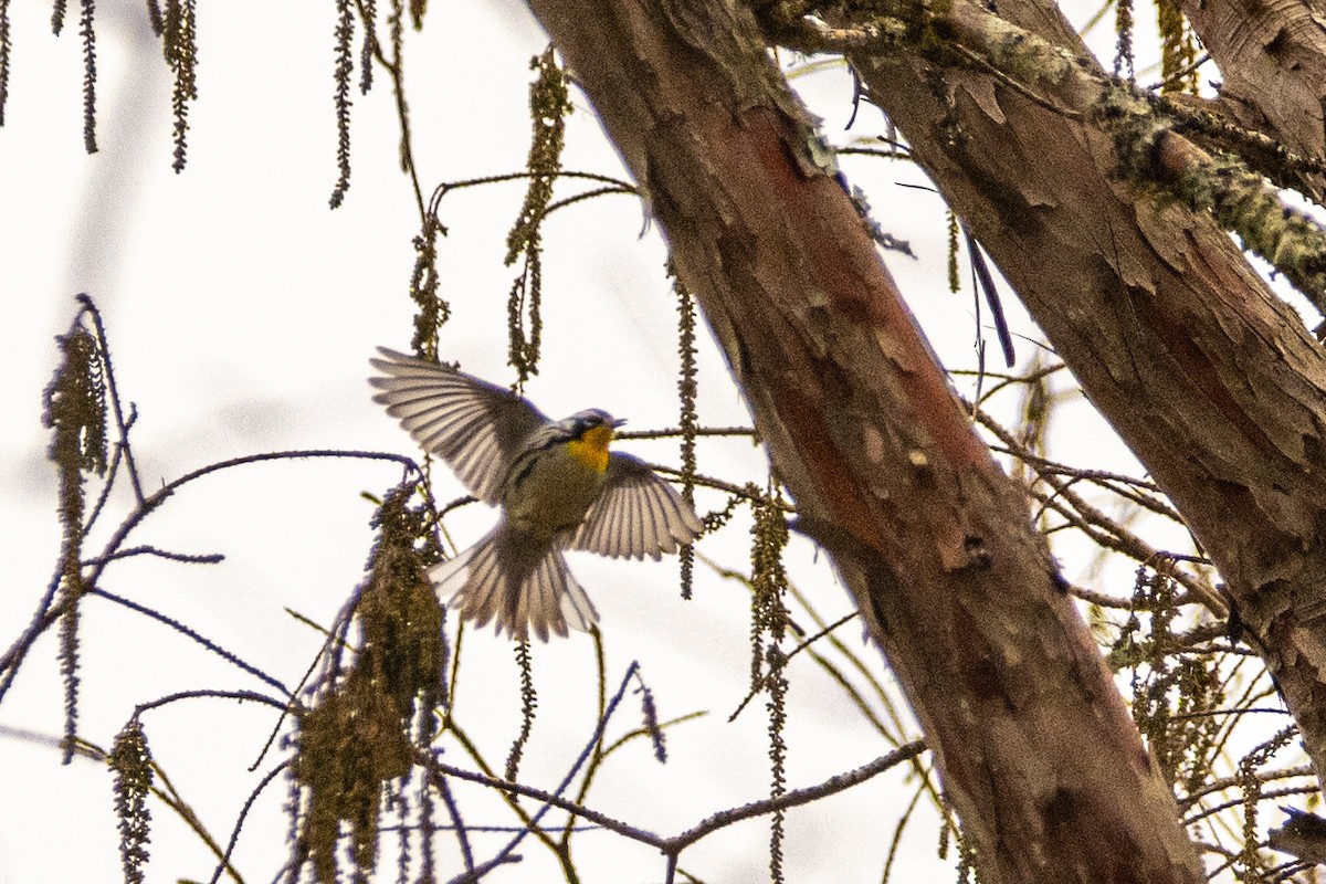 Yellow-throated Warbler - Patty Horner