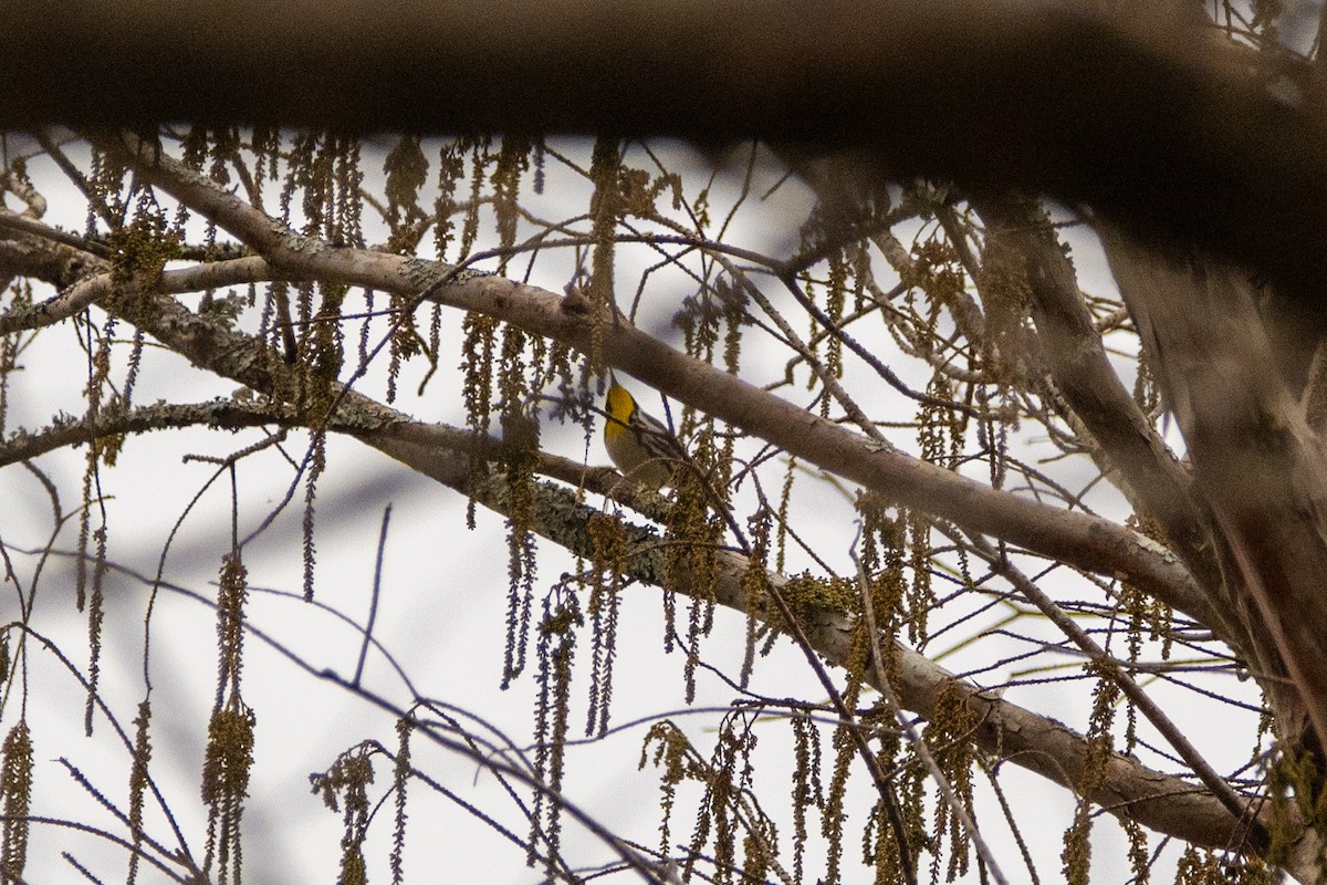 Yellow-throated Warbler - ML613916101