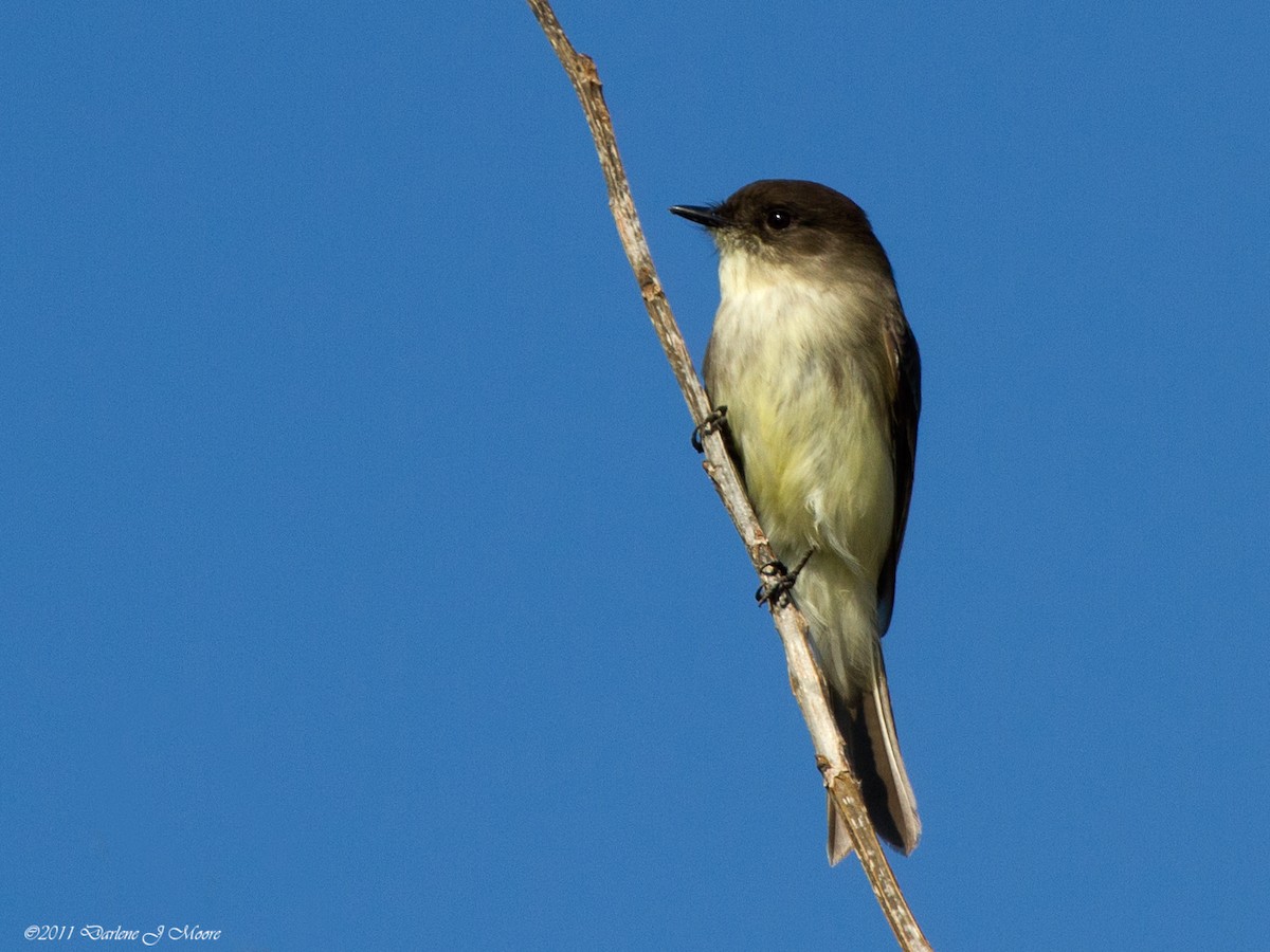 Eastern Phoebe - ML613916106