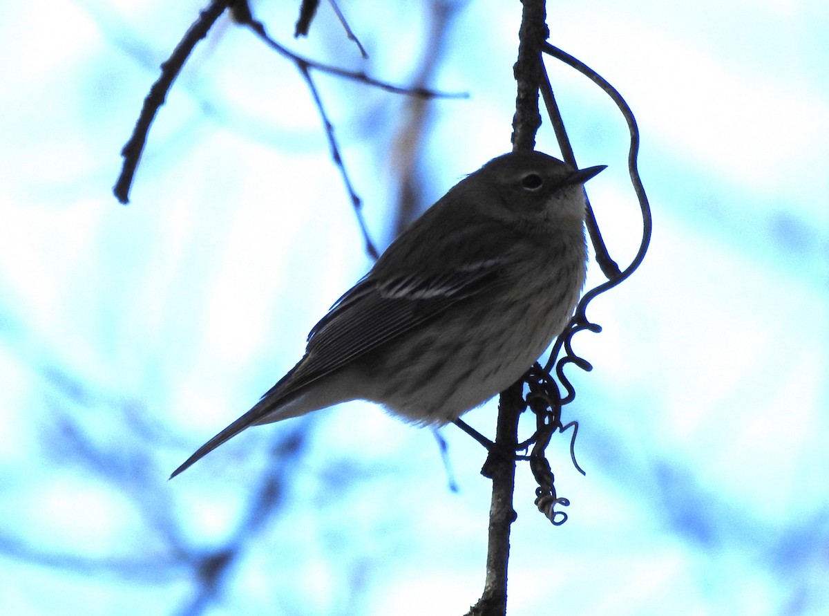 Yellow-rumped Warbler - ML613916122