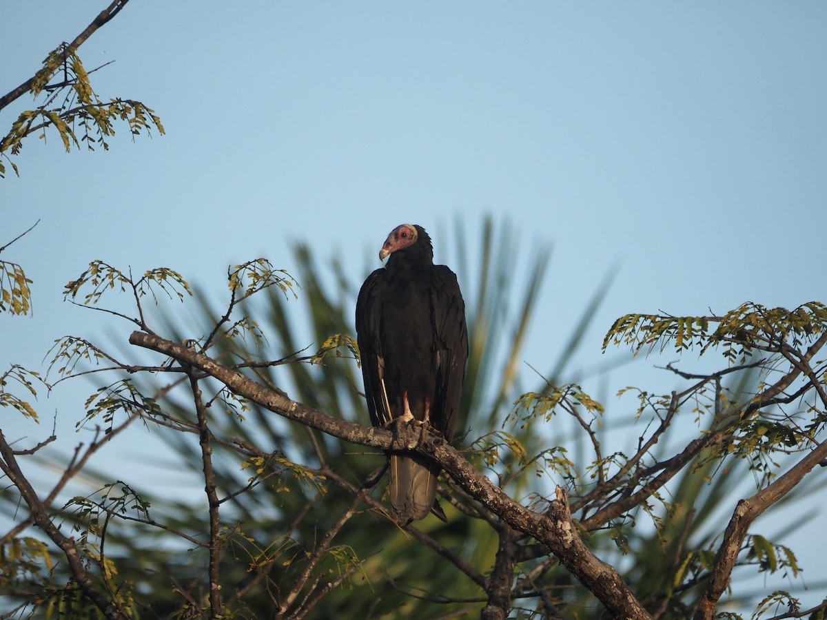 Turkey Vulture - ML613916135