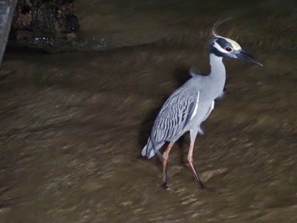 Yellow-crowned Night Heron - ML613916222