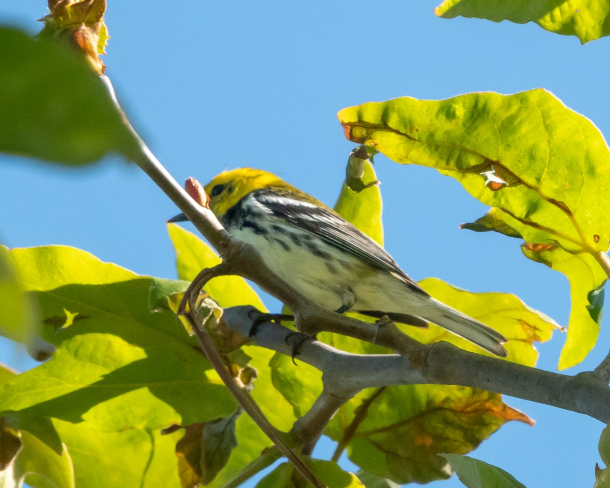 Black-throated Green Warbler - Mary-Rose Hoang