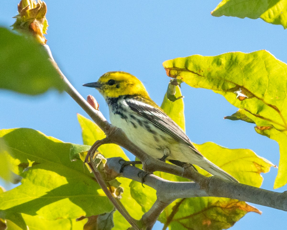 Black-throated Green Warbler - Mary-Rose Hoang