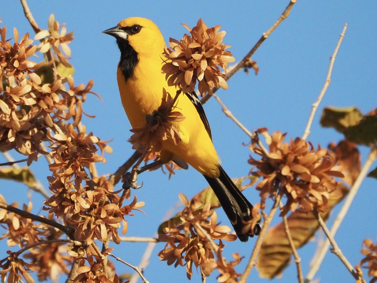 Yellow Oriole - ML613916258
