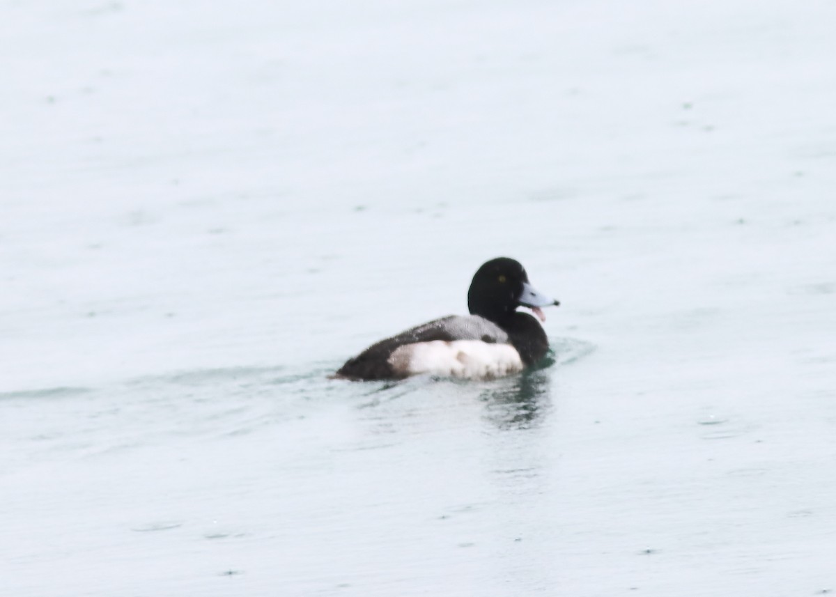 Greater Scaup - ML613916263