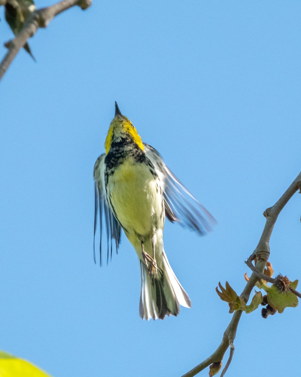 Black-throated Green Warbler - Mary-Rose Hoang
