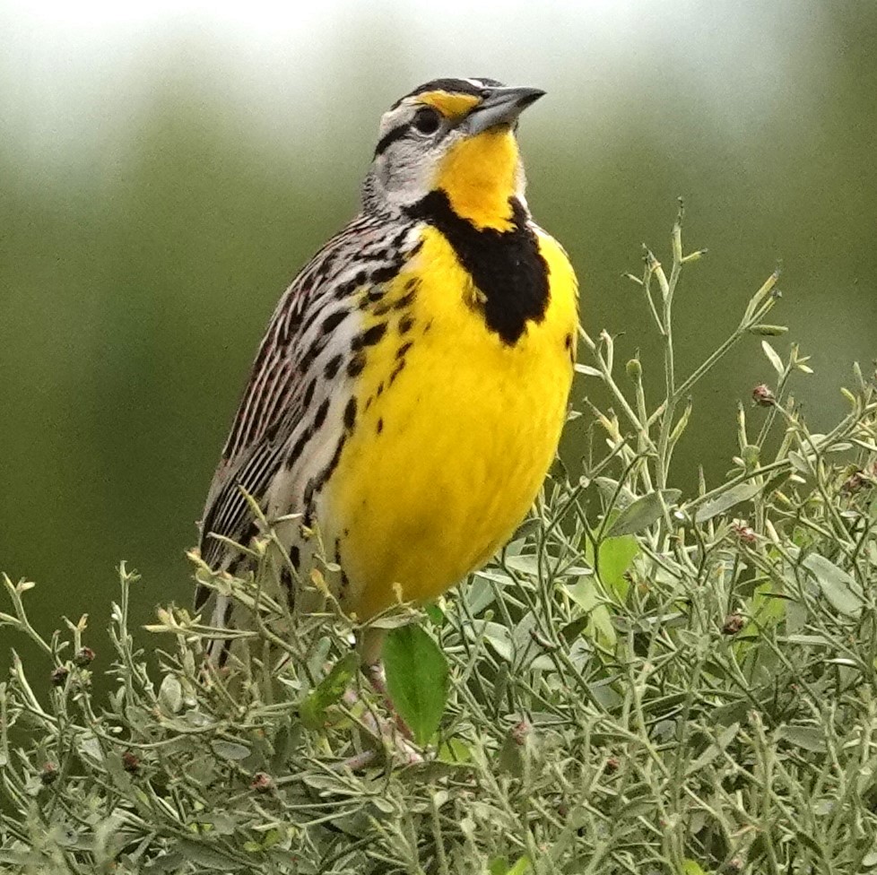 Eastern Meadowlark - Mark Robbins