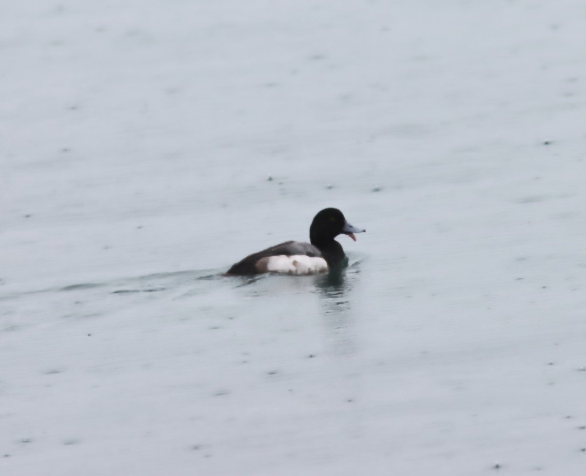 Greater Scaup - ML613916294