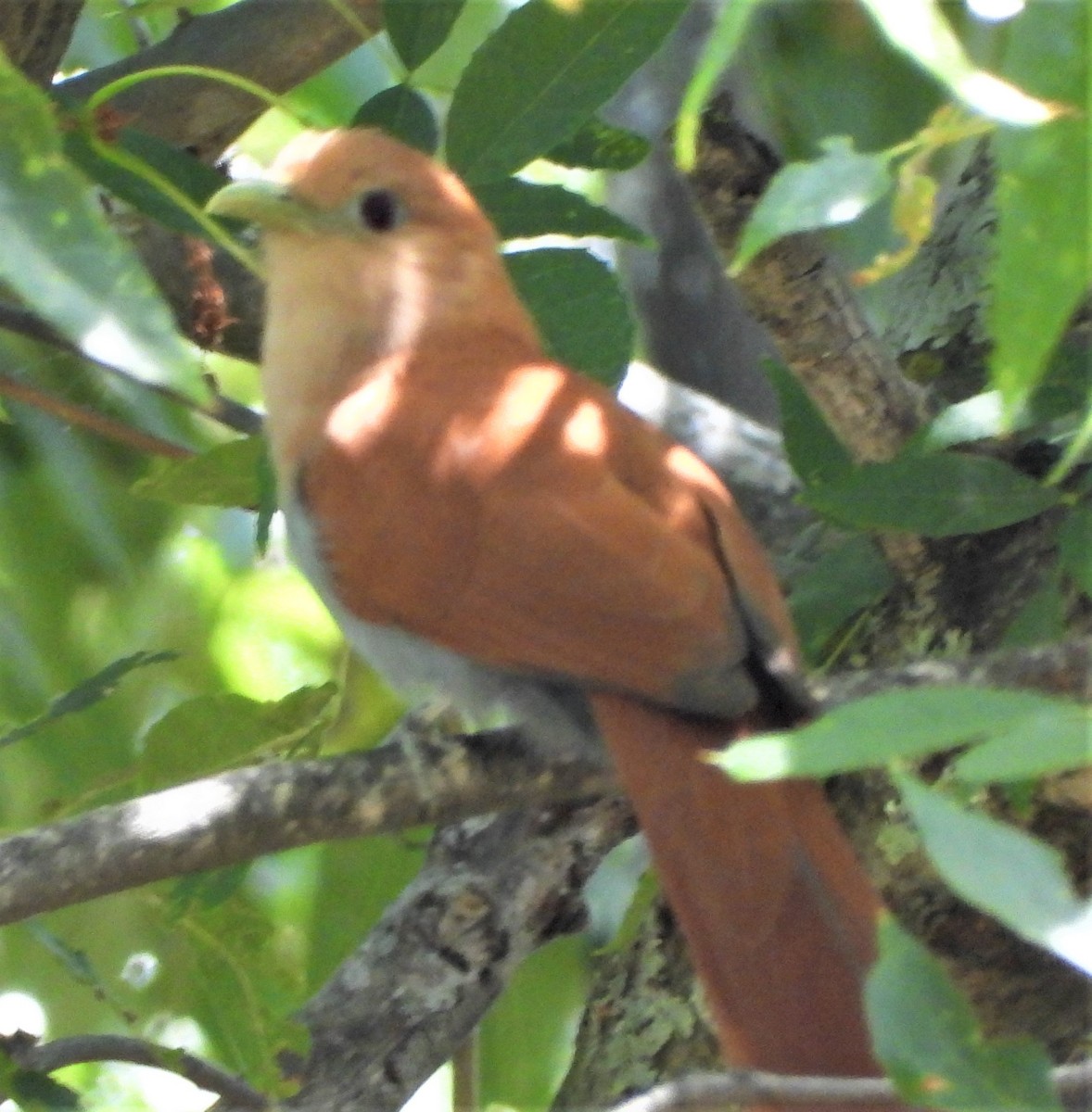 Squirrel Cuckoo - ML613916325