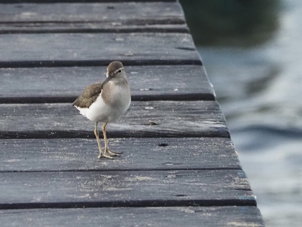 Piro piro macchiato - ML613916329