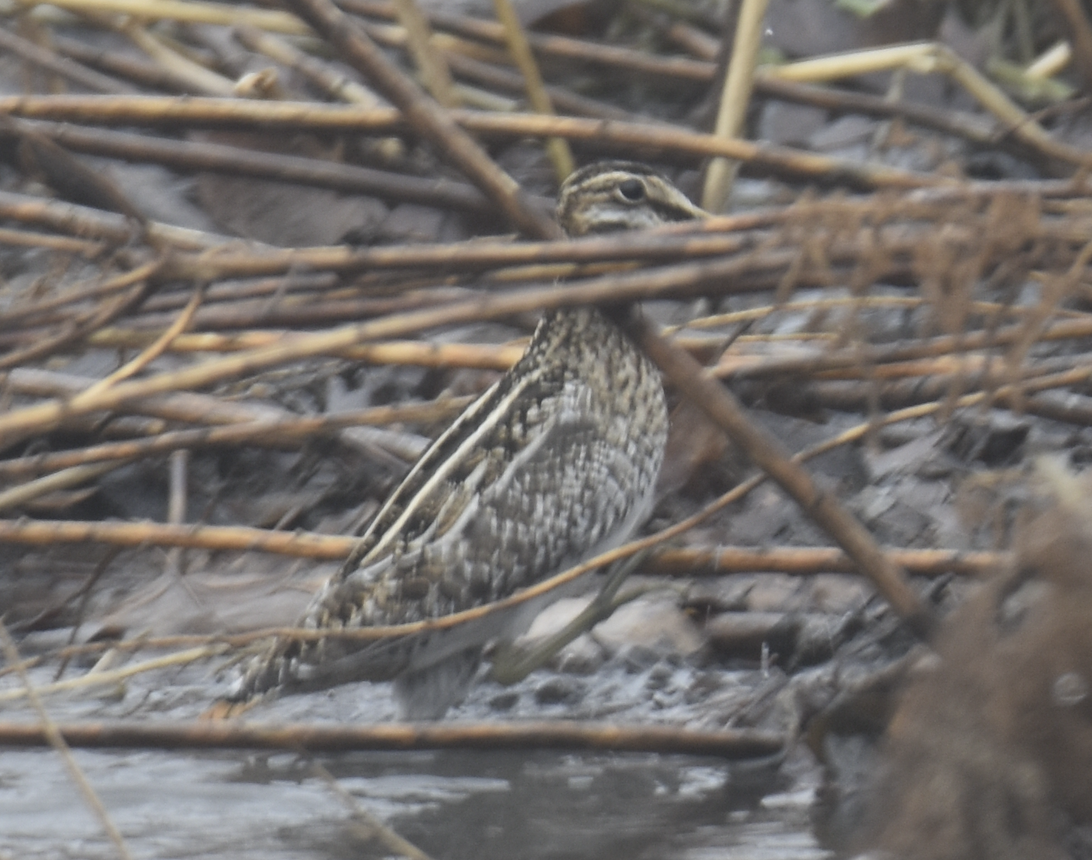 Wilson's Snipe - ML613916346