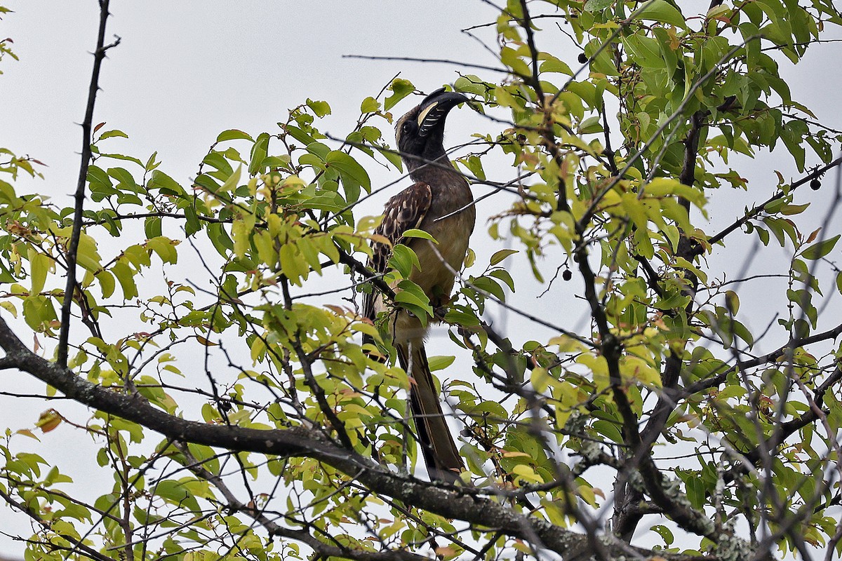 African Gray Hornbill - ML613916378