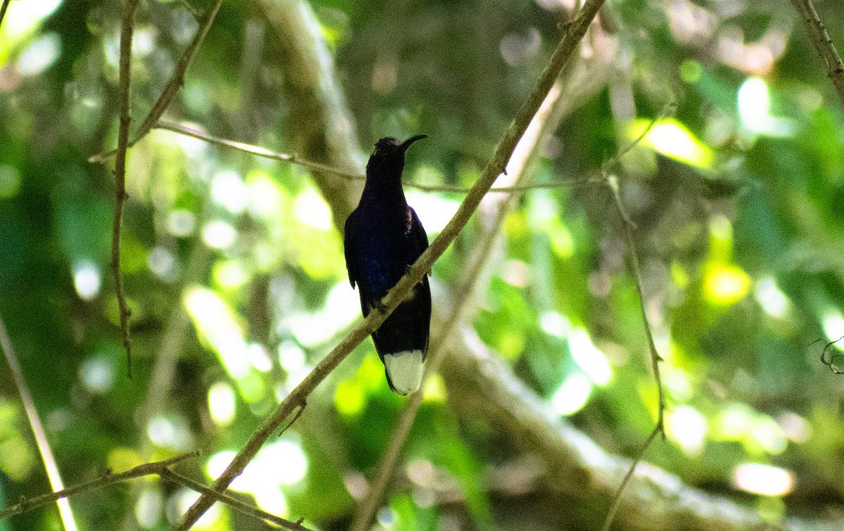 Colibrí Morado - ML613916410