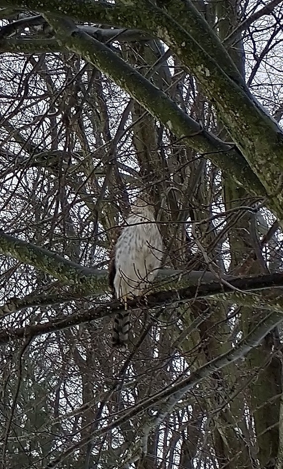 Cooper's Hawk - lynn hartman