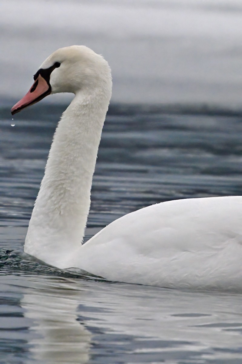 Mute Swan - Cliff Hodge