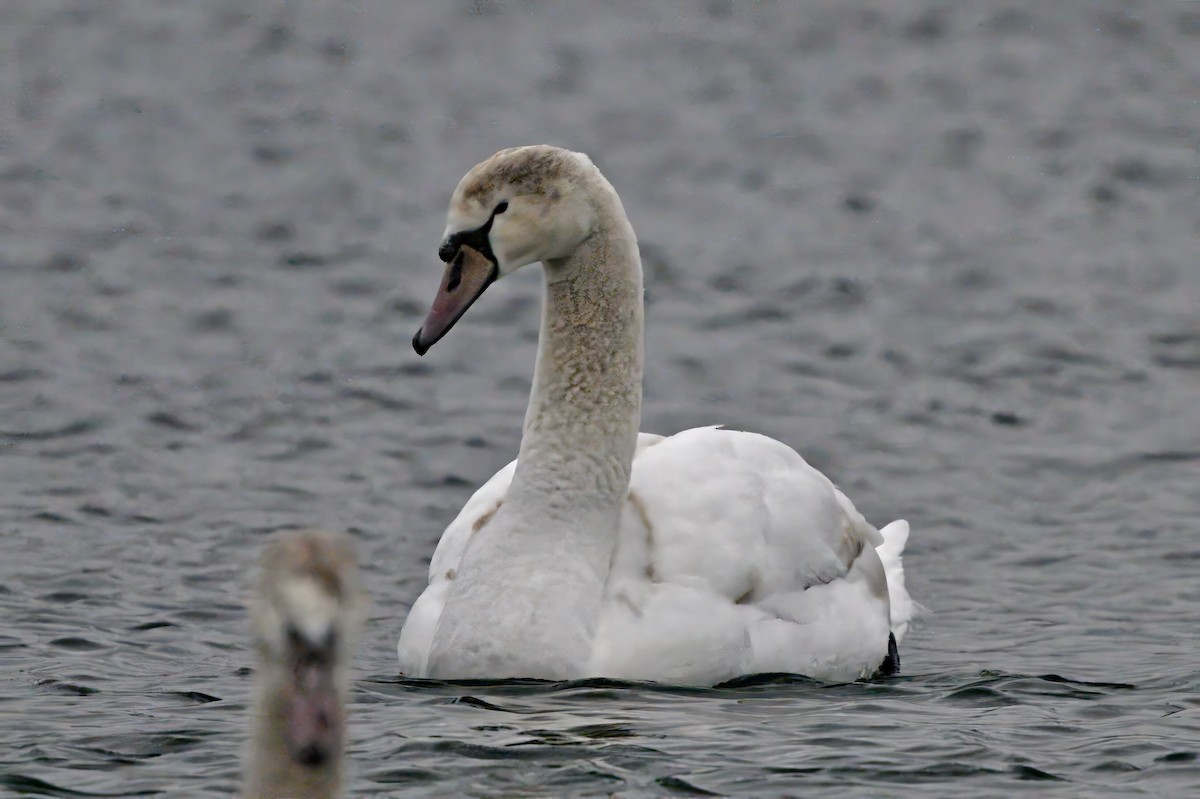 Cygne tuberculé - ML613916580