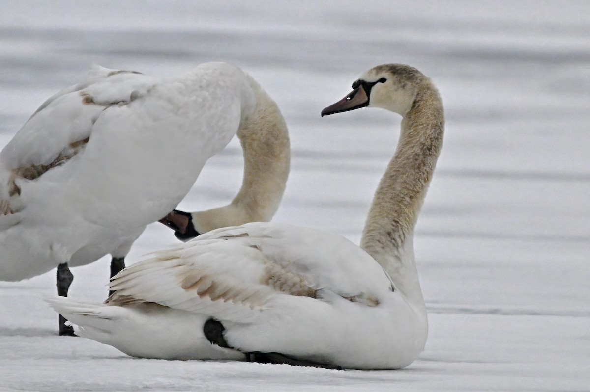 Cygne tuberculé - ML613916581