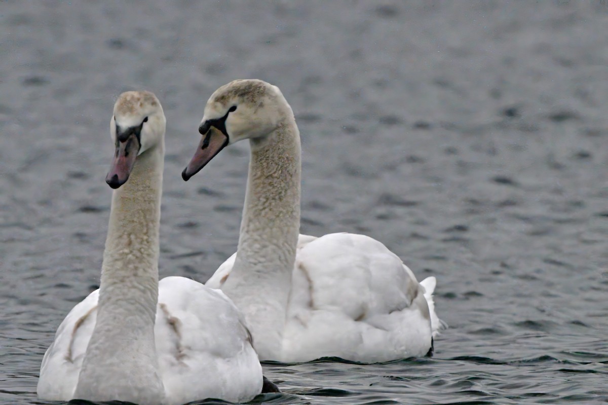 Mute Swan - ML613916582