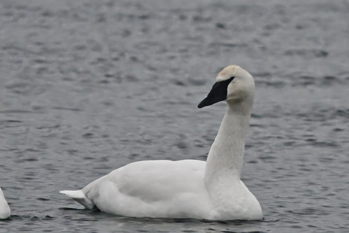 Trumpeter Swan - ML613916611