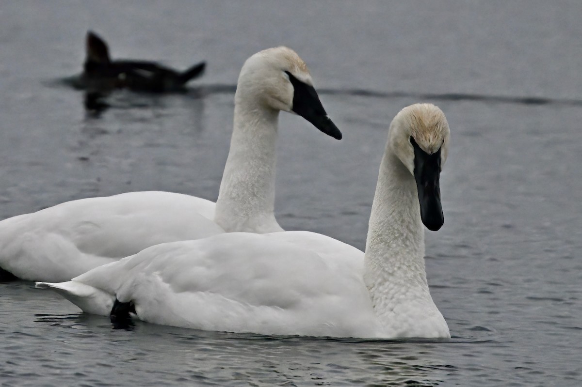 Trumpeter Swan - ML613916613